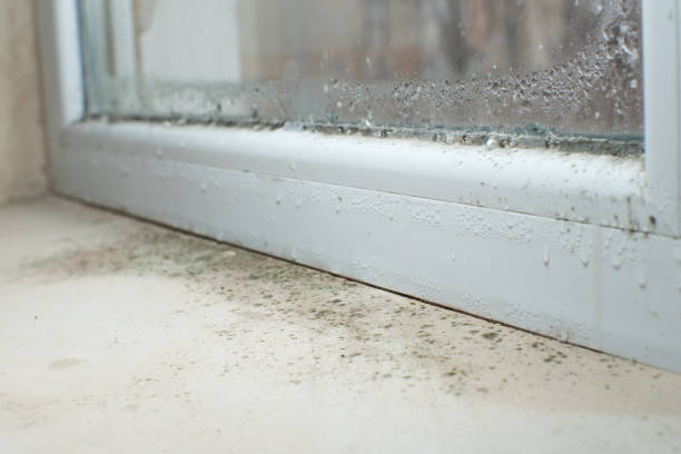 Best Preventive Mold Services in England, AR